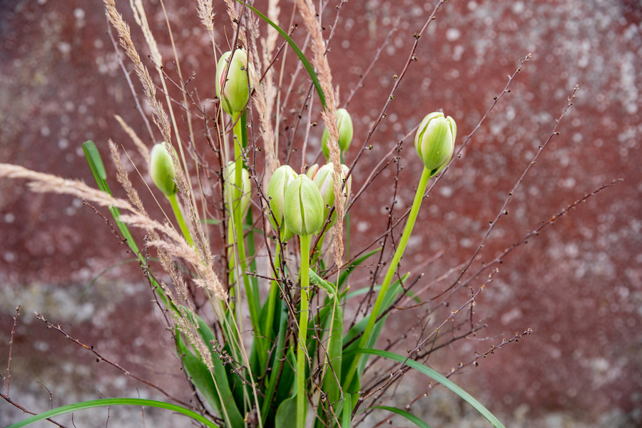 Französische Tulpen