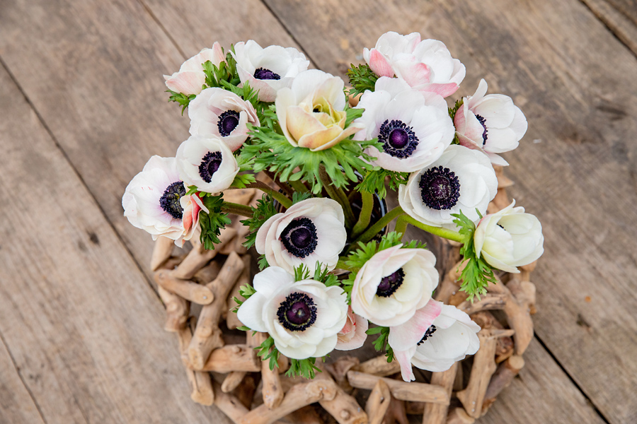 Anemonen