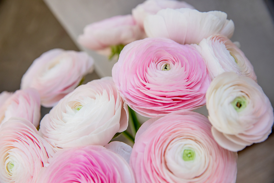 Cloony Ranunculus