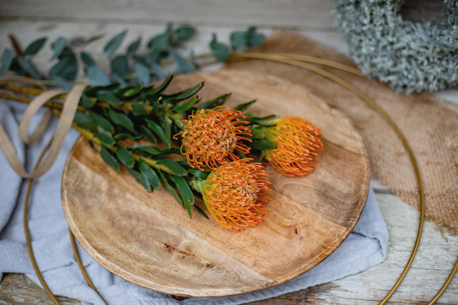 Nadelkissen-Protea