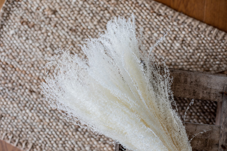 Miscanthus